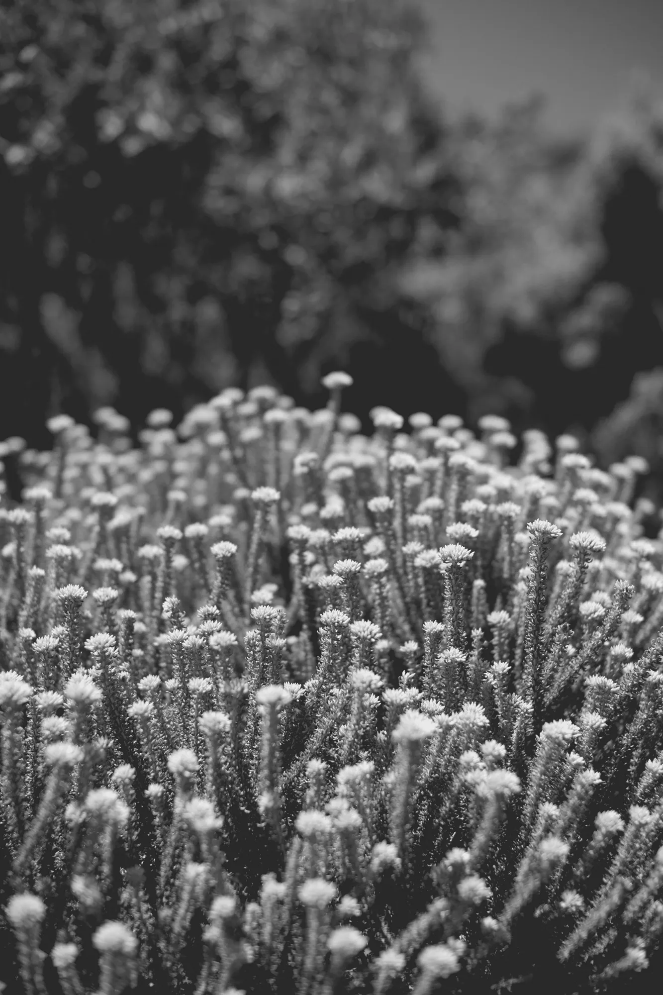 2022-02-16 - Cape Town - Plants